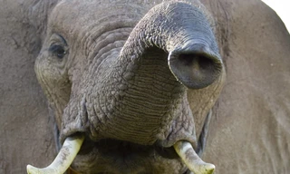 The secret life of elephants