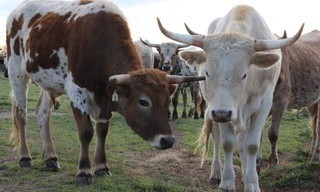 The United States of Animals