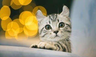 Tierisch fotogen