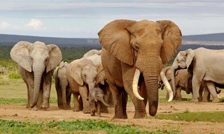 Tusker: Broederschap van Olifanten