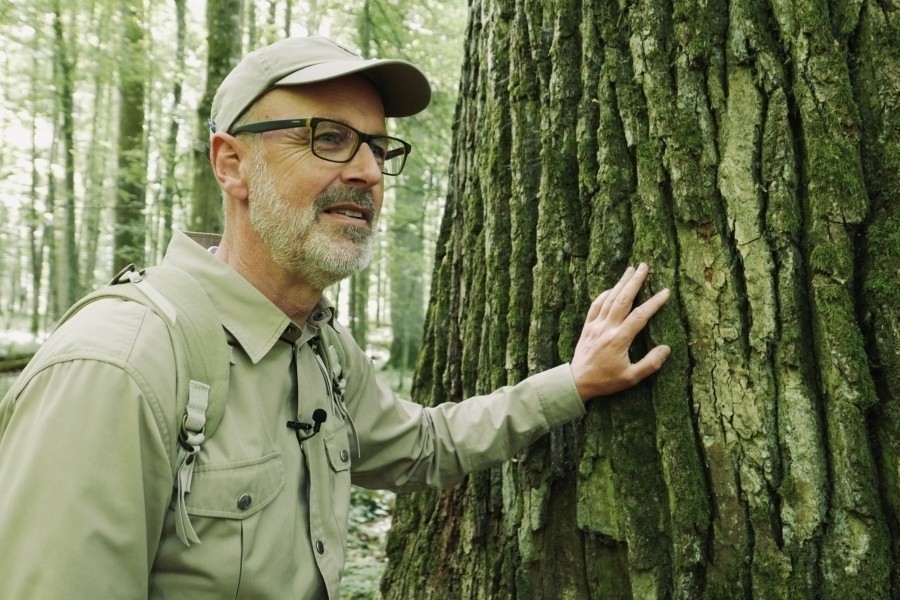 The Hidden Life of Trees