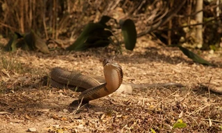 Venom Files - Anatomy of a Snake Bite