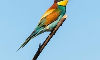 Vielfältige Vogelwelt Österreich
