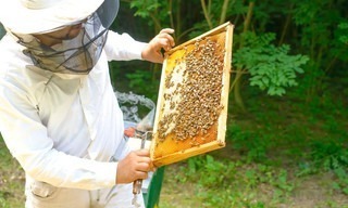 Von Bienen lernen