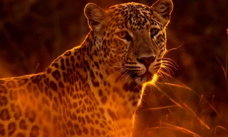 Wild Hunters: Deadly Killers of Africa
