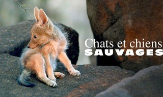 Wildkatzen und Wildhunde