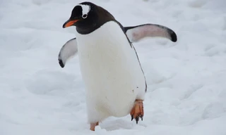 Wildlife on One