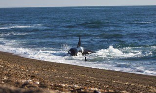 World's Deadliest Whale
