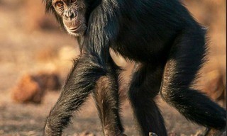 ZoalsMensen: De chimpansees van Fongoli