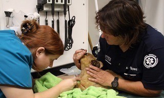 Animal Cops Phoenix