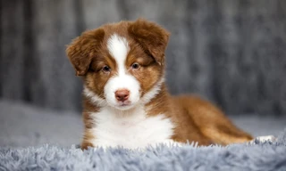 Animaux à adopter
