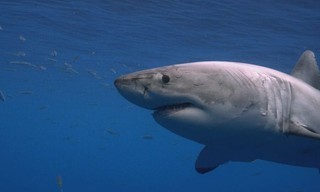 Attack of the Red Sea Sharks