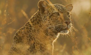 Attenborough: Kingdom