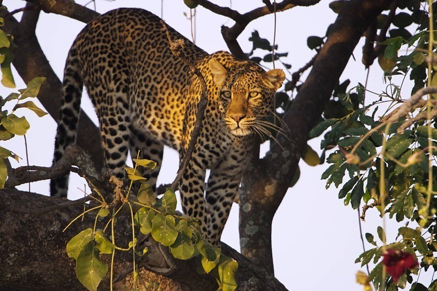 Attenborough: Kingdom