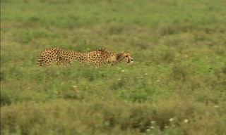 Big Cat Planet