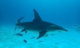 Bull Shark vs. Hammerhead