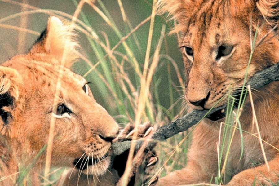 Born Free