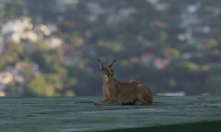 Caracal - La société du chat solitaire