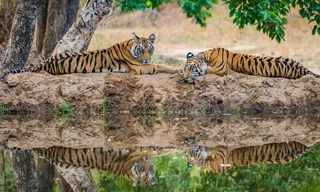 De natuur in: India