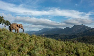 Destination Wild: India