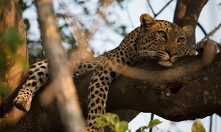 Diary of a teen leopard