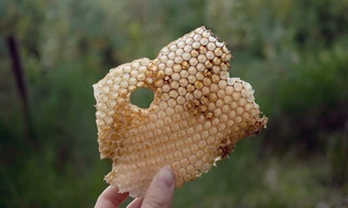 Die Zeidler von Augustów - Piotr und die Waldbienen