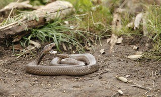 Dieren ontcijferd