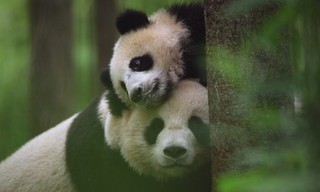 Dieren zoals wij