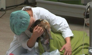 Dierendokters 24/7
