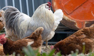 Dummes Huhn? Keineswegs!