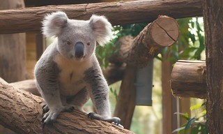 Een dag in de dierentuin: Pairi Daiza