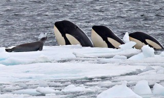 Expedition killer whale