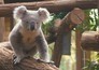 Een dag in de dierentuin: Pairi Daiza