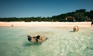 Fabelhafte Artgenossen - Das Schwein