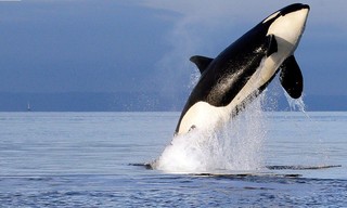 Free Willy
