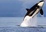 Free Willy