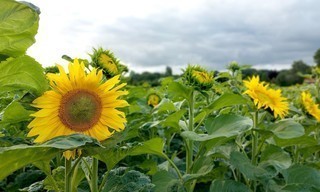 Gelbes Gold - Ein Landwirt setzt auf Sonnenblumen