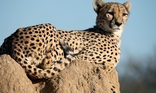 Geo Reportage: Namibias Geparden - Hoffnung für die Raubkatzen
