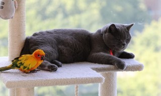 Geweldige dierenvrienden