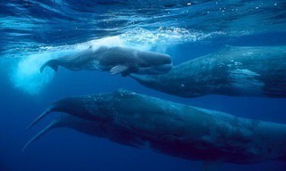 Giants of the Deep Blue