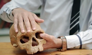 Homo sapiens - Vom wahren Ursprung des Menschen
