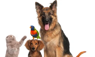 How Do Animals Do That