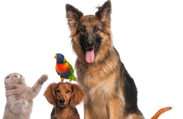 How Do Animals Do That