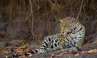 Jaguars vs. Crocs