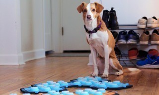 Können Hunde sprechen? - Kommunikation per Knopfdruck