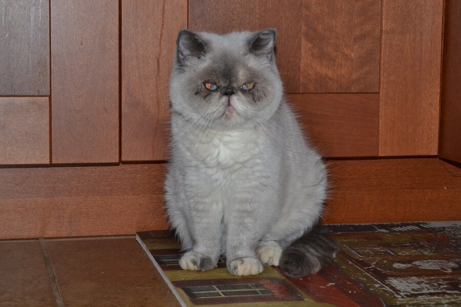 My cat from hell