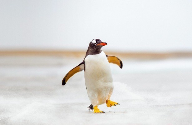 Meet the Penguins