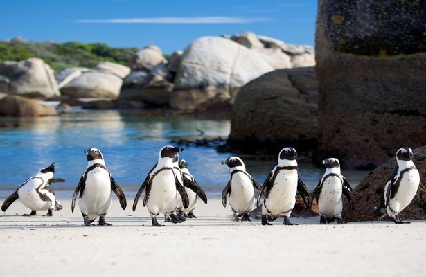 Pinguïns