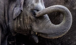 Olifant Worden: de Wezen van Reteti