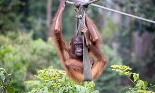 Orang-Utans - Die unbekannten Menschenaffen